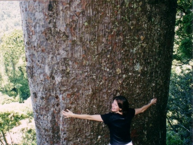 Kauri Tree Hilary Hugging